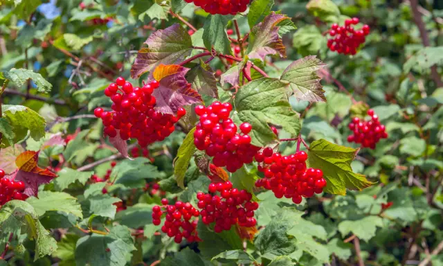 Grappes de baies rouges vives, comme une taille boule de neige, sur un arbuste aux feuilles vertes et pourpres.