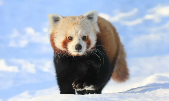 Mała panda w śniegu, jakby spacerowała po polskich górach.