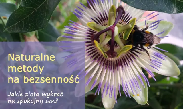 Kwiat męczennicy z pszczołą. Naturalne metody na bezsenność, co na sen dla starszej osoby?
