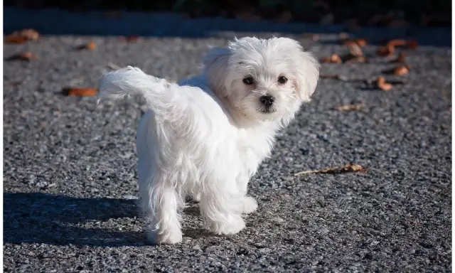 Un adorable bichon maltais, dont le pelage blanc immaculé peut nécessiter un entretien constant, pose sur un chemin caillouteux.
