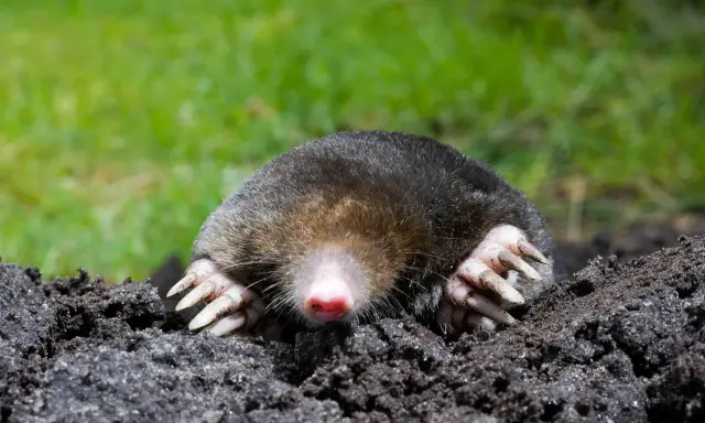 A mole emerges from the soil, its large claws ready to dig, a common cause of mole damage in yards.