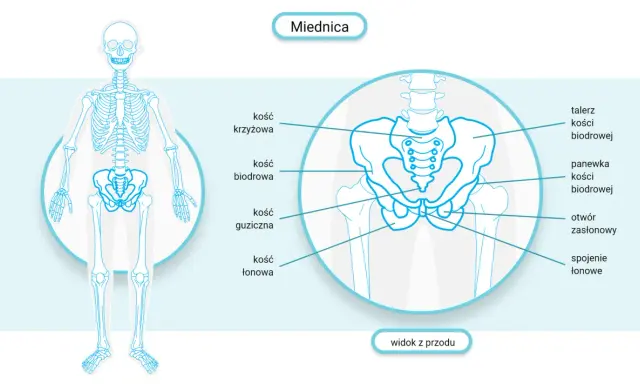 Anatomia miednicy z zaznaczoną kością krzyżową. Ilustracja przedstawia widok z przodu, pomocny w zrozumieniu leczenia problemów z poziomym ustawieniem kości krzyżowej.