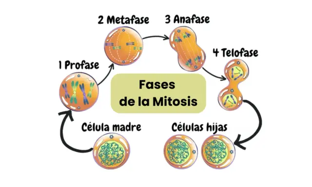 Ilustración de las fases de la mitosis: profase, metafase, anafase y telofase, mostrando la división celular de una célula madre a células hijas.
