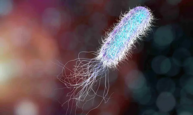 Un batterio Pseudomonas aeruginosa, con i suoi flagelli, è un nemico da eliminare per la salute.