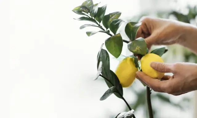 Manos cuidando un limonero desde semilla que da fruto. Dos limones amarillos cuelgan de una rama verde.