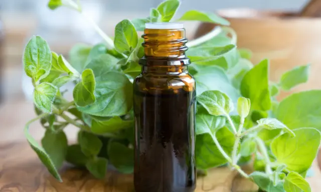 Brązowa buteleczka olejku z oregano, otoczona świeżymi gałązkami tej aromatycznej rośliny. Idealny do naturalnych zastosowań.