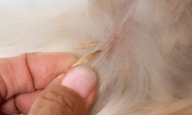 Main d'une personne retirant des épillets chien coincés dans le pelage.