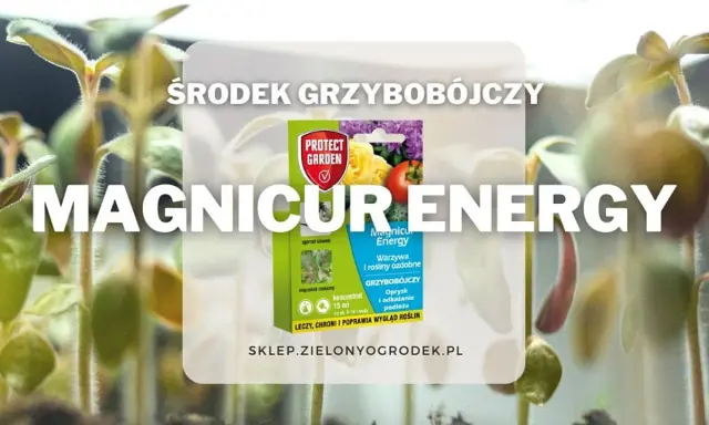 Środek grzybobójczy Magnicur Energy chroni młode rośliny. Zapewnia im energię do wzrostu.