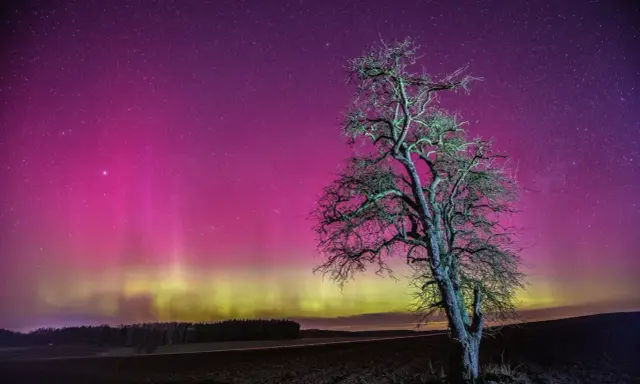 Samotne drzewo na tle nieba mieniącego się różowymi i zielonymi kolorami zorzy polarnej.