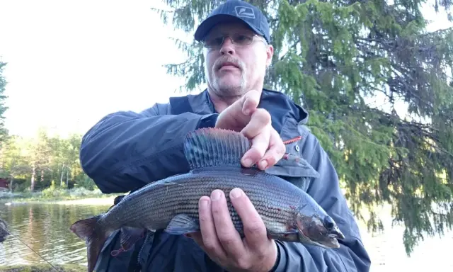 Man med keps och glasögon håller upp en fin fisk, fångad vid fiske i Sorsele.