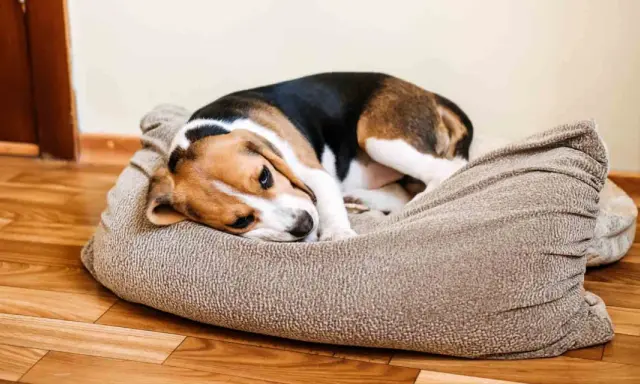 Smutny beagle leży na legowisku, charczy jakby miał coś w gardle.
