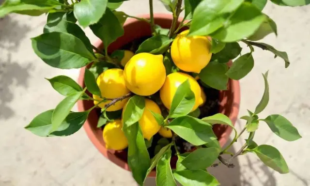 Un citronnier en pot, chargé de fruits jaunes vifs. La taille du citronnier semble parfaite pour une récolte abondante.