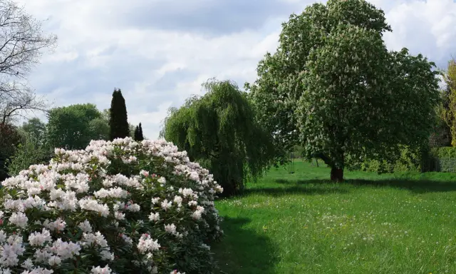 Kwitnący rododendron zachwyca. Zastanawiasz się, co posadzić obok rododendrona? W tle wierzba i kasztanowiec.