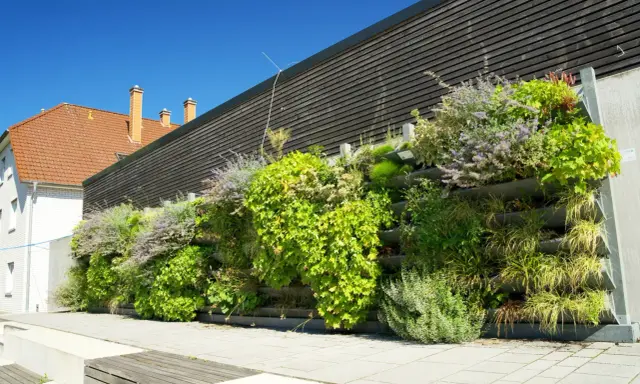 Grüne kletterpflanzen fassade mit verschiedenen Gräsern und blühenden Stauden, die an einer modernen Holzverkleidung wachsen.