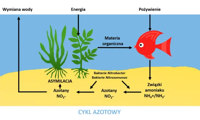 Cykl azotowy w akwarium: rybka zjada materię organiczną, a bakterie przetwarzają związki amoniaku. Rośliny asymilują azotany.