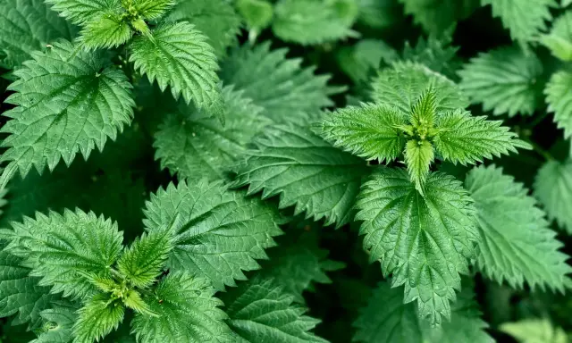 Feuilles d'ortie vertes et dentelées, évoquant les nombreux ortie bienfaits pour la santé.