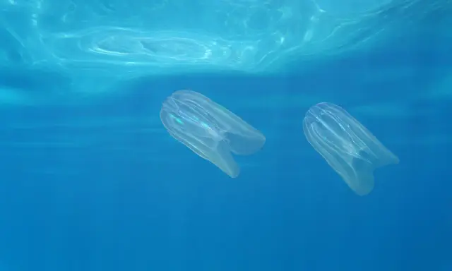 Due meduse trasparenti nuotano nell'acqua blu. A cosa servono le meduse? Sono predatori e cibo per altri animali marini, mantenendo l'equilibrio dell'ecosistema.