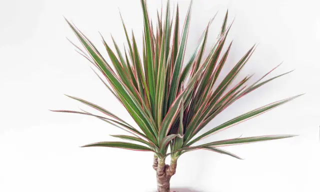 Dracaena marginata extérieur, une plante d'intérieur aux feuilles vertes et rouges, prête à embellir un espace extérieur.