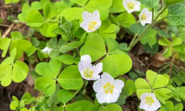 Fleurs d'oxalis blanches et roses sur un tapis de feuilles vertes. Pour savoir comment se débarrasser de l'oxalis, il faut identifier cette plante envahissante.