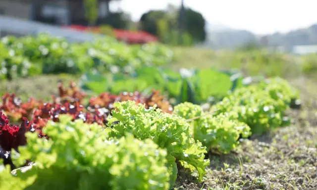 Un potager ensoleillé présente une belle liste variété de salade, avec des laitues vertes frisées et des variétés rouges luxuriantes.