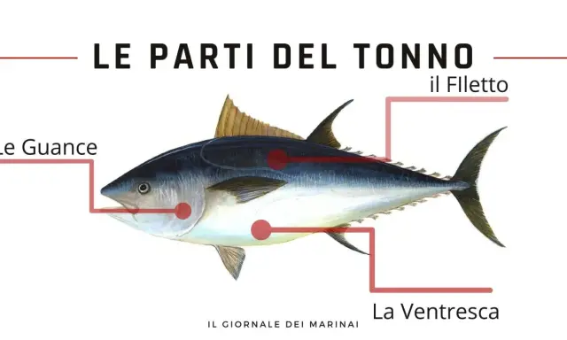 Illustrazione del tonno con indicazione delle parti: le guance, il filetto e la ventresca.