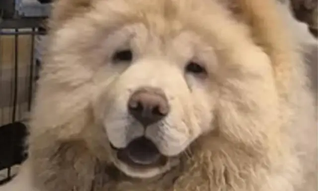 En fluffig chow chow med öppen mun och en blick som säger "ge mig en godbit".