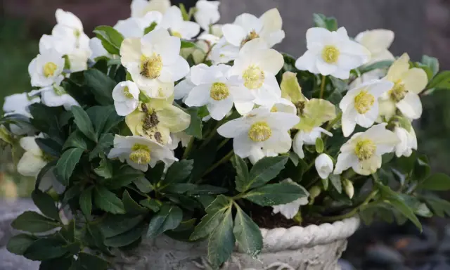 Białe kwiaty helleborus niger w ozdobnej donicy, z zielonymi liśćmi i żółtymi środkami.