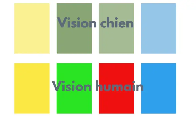 Comparaison des couleurs : comment voit un chien (tons de vert et bleu) vs. vision humaine (vert, rouge, bleu).