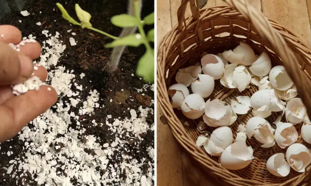 Rozdrobnione skorupki jajek jako naturalny nawóz pod młode rośliny. W koszyku pełnym skorupek.