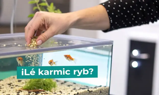 Dłoń wsypuje pokarm do akwarium, gdzie pływają złote rybki. Zastanawiasz się, co jedzą karasie?