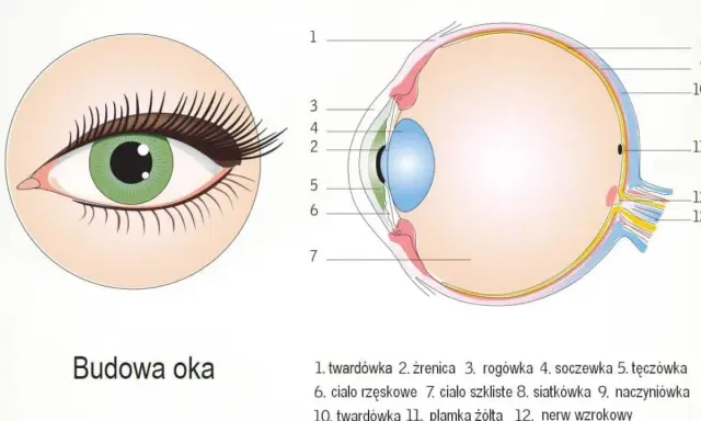 Ilustracja przedstawia przekrój oka z zaznaczonymi elementami budowy.