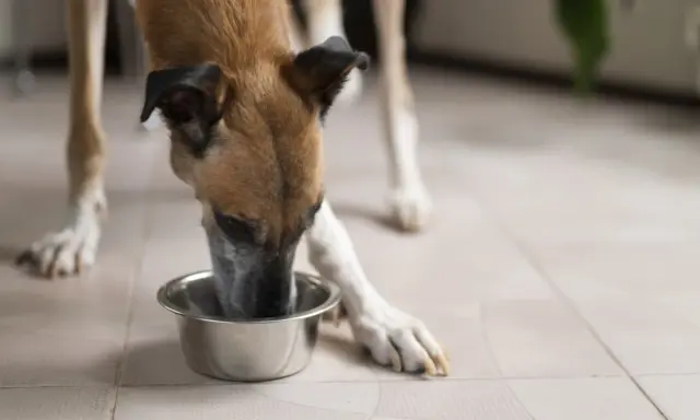 Un chien mange dans une gamelle. La question "peut on donner des pâtes à un chien" est souvent posée par les propriétaires.