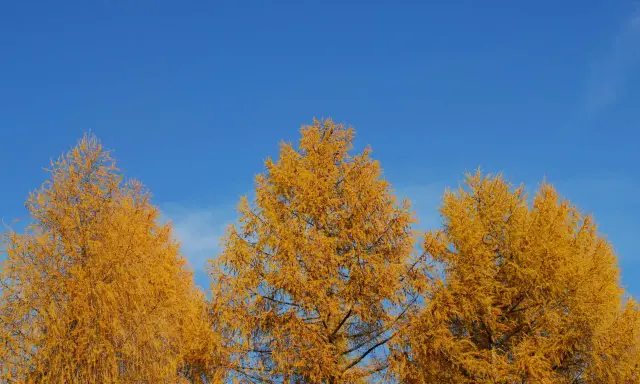 Złote modrzewie na tle błękitnego nieba. Bieszczady jesienią, widok na Solinę.