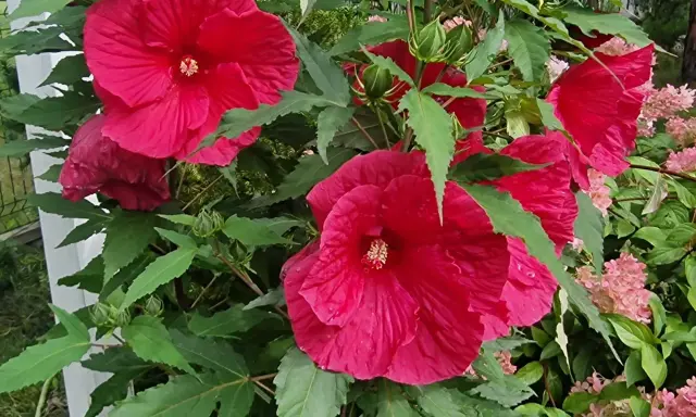 Piękny, rozłożysty hibiskus krzew z wieloma dużymi, karminowymi kwiatami i zielonymi liśćmi.