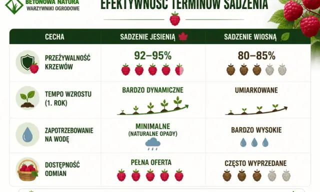 Kiedy sadzić maliny? Jesienią mają lepszą przeżywalność (92-95%), dynamiczny wzrost i pełną ofertę odmian. Wiosną jest umiarkowanie.