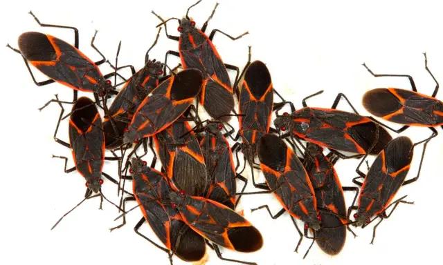 A cluster of boxelder bugs, showcasing their distinctive black and red markings, hinting at their fascinating boxelder bug life cycle.