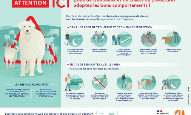 Attention, zone de chiens de protection ! Mon chien a fait tomber une personne, mais il protège le troupeau. Respectez les règles.