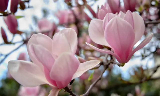 Delikatne, różowe kwiaty magnolii na gałęziach. Czego nie lubi magnolia? Zbyt silnego wiatru, który mógłby uszkodzić jej piękne płatki.