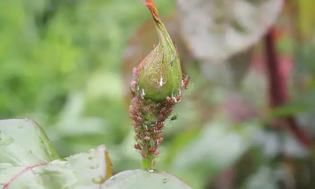Un bouton de rosier envahi par des pucerons. Un remède de grand-mère est peut-être nécessaire pour sauver cette plante.