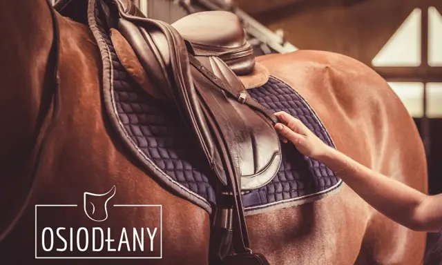 Dłoń dopasowuje siodło na koniu. Profesjonalny saddle fitter dba o komfort zwierzęcia.
