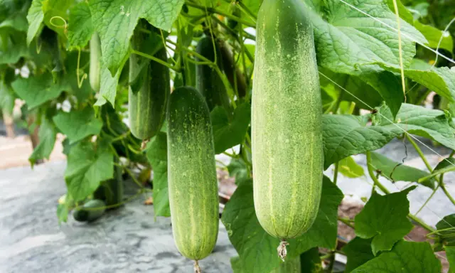 Concombres mûrs pendant à une vigne. Combien de pied de concombre pour 2 personnes ? Une belle récolte !