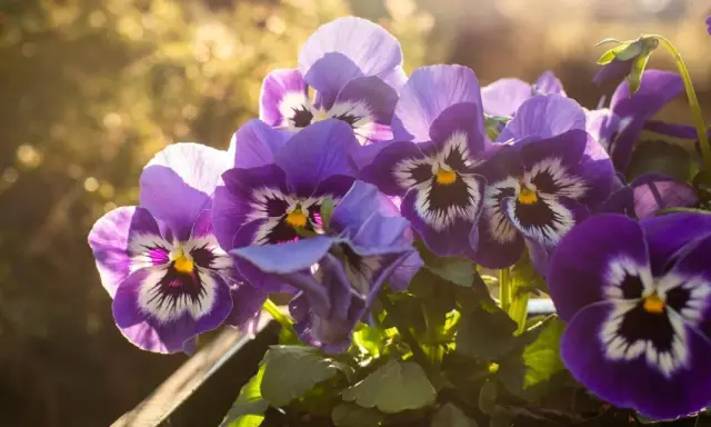 Vackra lila penseer i solljus, redo att plantera penseer i din trädgård för att sprida färg.