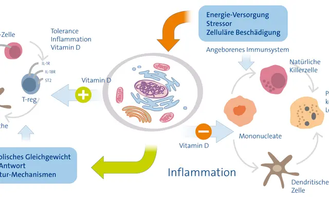 Vitamin D beeinflusst Immunzellen. Ein Mangel kann zu Entzündungen und Atemnot führen, da Reparaturmechanismen gestört sind.