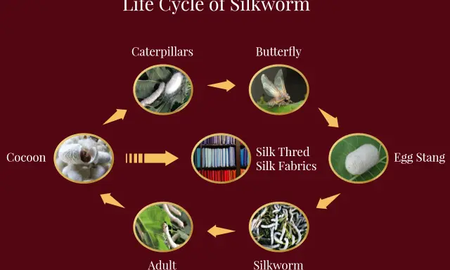 The life cycle of a silkworm, from egg to butterfly, leading to silk production and beautiful silk fabrics.