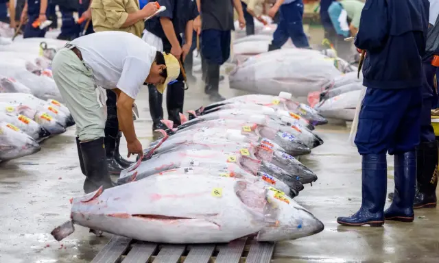 Mercato del pesce con file di tonni enormi, forse il tonno più grande mai pescato, pronti per la vendita.