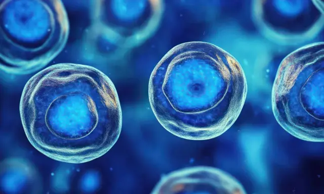 Cellule staminali: cosa sono? Immagine ravvicinata di cellule blu luminose con nuclei distinti, che suggeriscono potenziale rigenerativo.