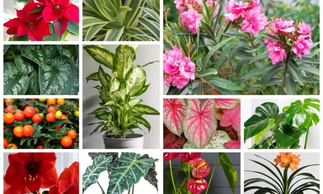 Kolorowe, ale trujące rośliny w ogrodzie: wilczomlecz, oleander, difenbachia, kaladium, monstera, anturium, amarylis, klivia, poinsecja, szlumbergera.