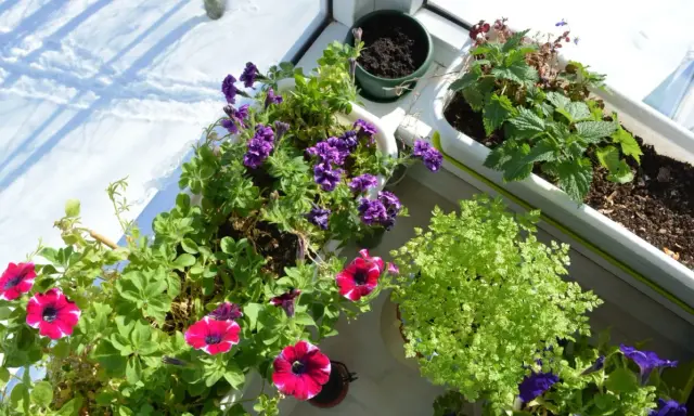Blommor i krukor på en balkong utan tak. Solen lyser på snö utanför.