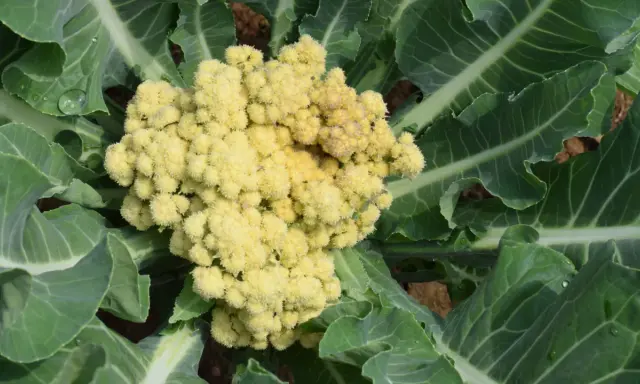 Gros plan sur un plant de brocolis aux feuilles vertes et à la tête florale jaune pâle, prête à être récoltée.