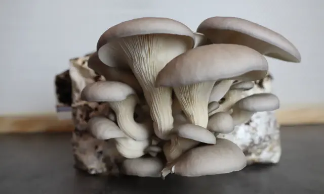 Gros plan sur une culture de pleurotes gris, prêts à être récoltés. Leurs chapeaux délicats et leurs lamelles blanches sont bien visibles.